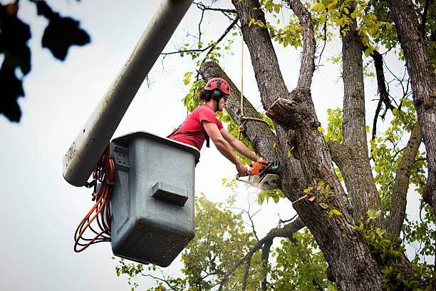 Professional Tree Removal and Landscaping Services in Stanley, VA